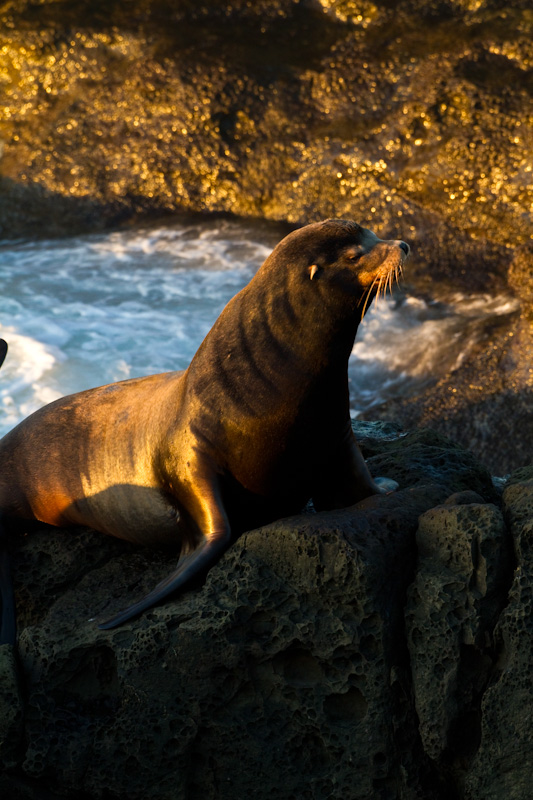 California Sea Lion